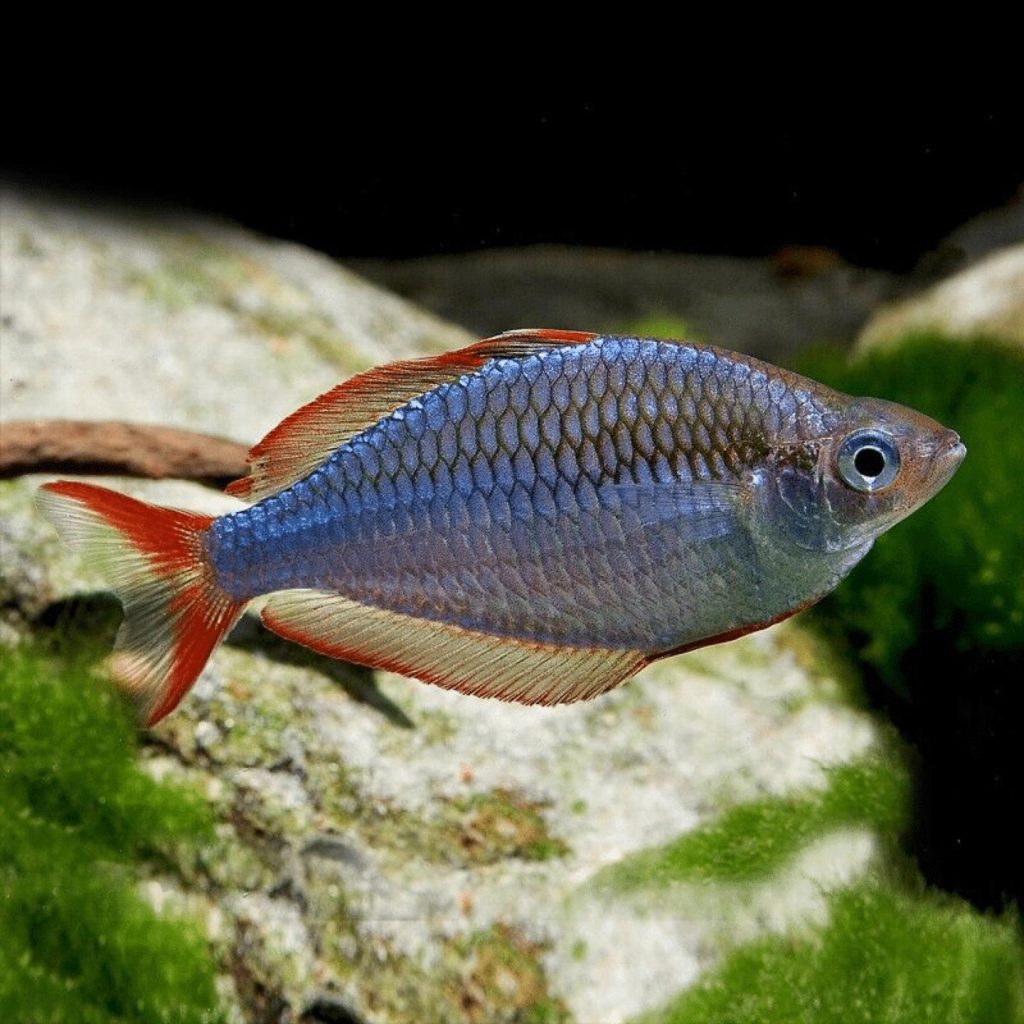 Arco-íris Neon Anão - Melanotaenia praecox 3.5-4cm | "Quantidade":"10 ud. Poupa 12.50 Euros"