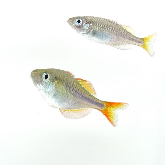Arco-íris Neon Anão - Melanotaenia praecox 3.5-4cm | "Quantidade":"20 ud. Poupa 34.00 Euros"