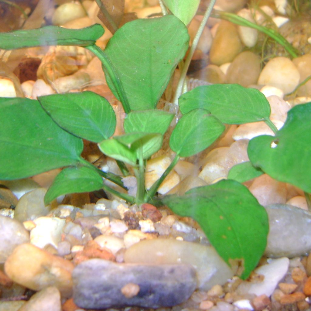 Anubias barteri var. Nana