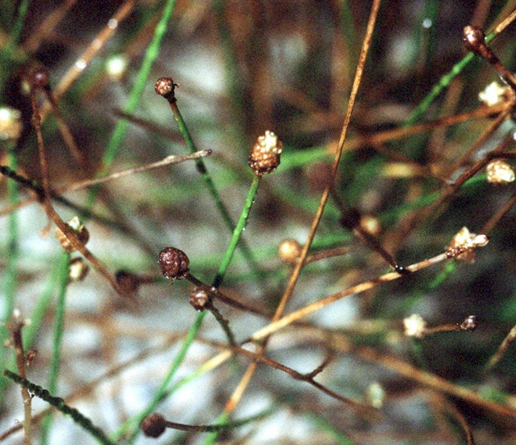 Eleocharis Parvula