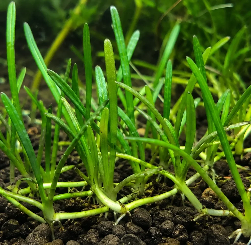 Lilaeopsis Mauritiana