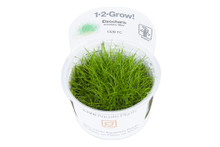 Eleocharis acicularis “Mini”