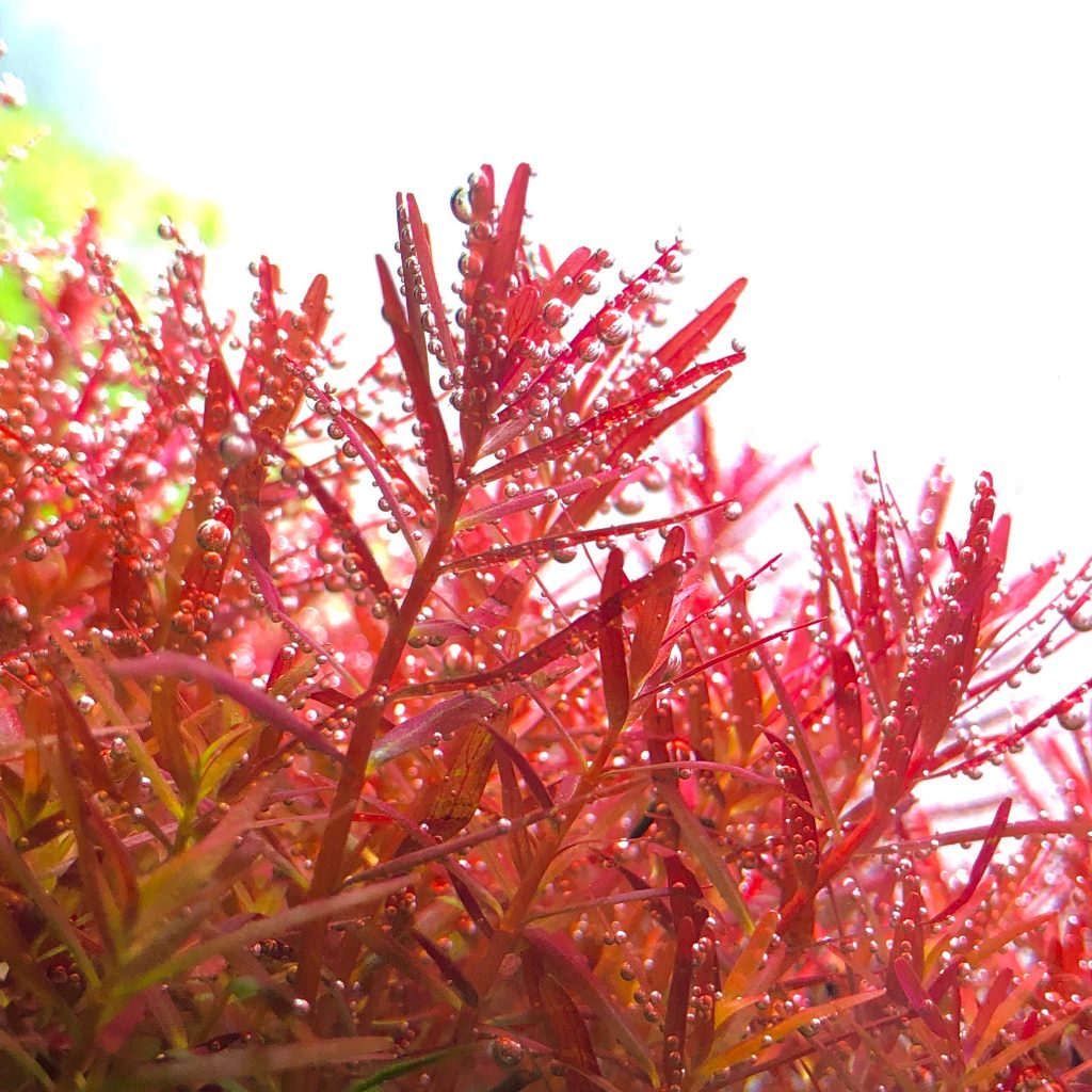 Rotala Rotundipholia - Vietnam H´ra