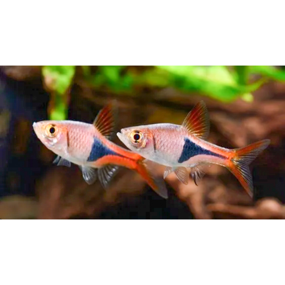 Rasbora Arlequim - Trigonostigma heteromorfa | "Quantidade":"1 ud."