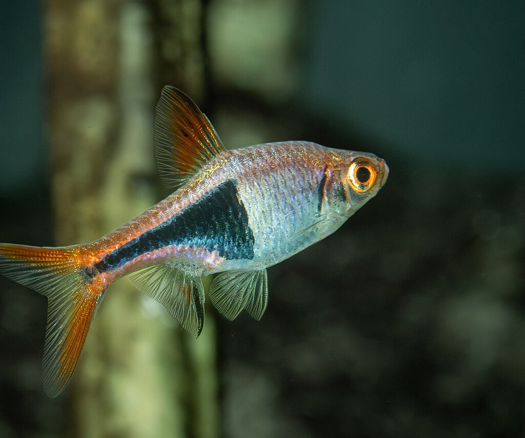 Rasbora Arlequim - Trigonostigma heteromorfa | "Quantidade":"20 ud. a 1.05 Euros"