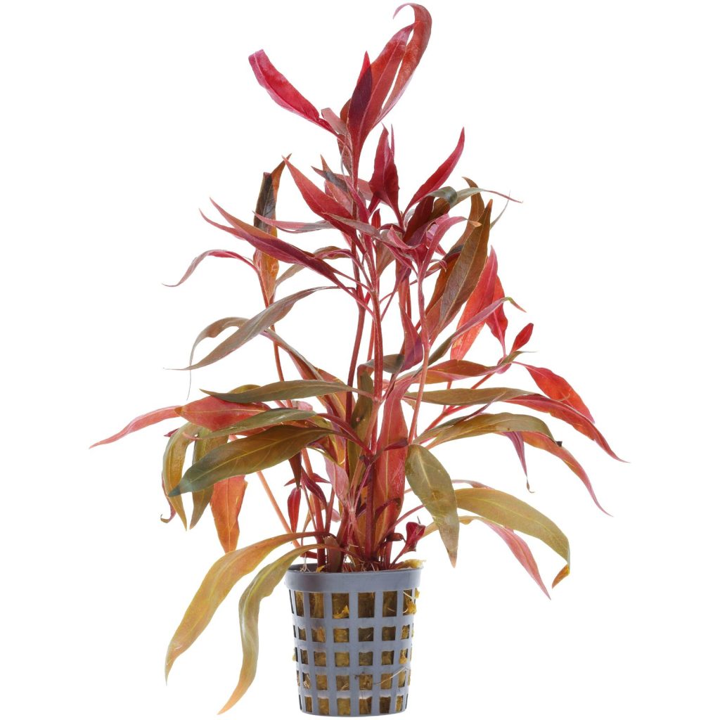 Alternanthera reineckii 'Pink' potted