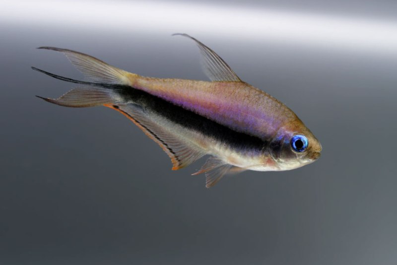 Tetra Imperador Azul