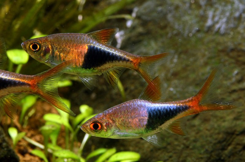 Rasbora Arlequim - Trigonostigma heteromorpha