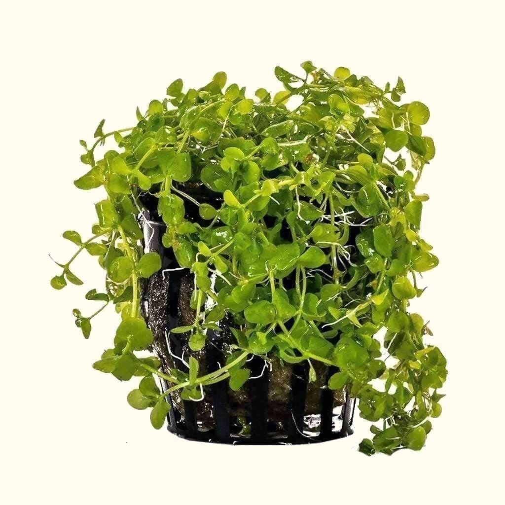 Micranthemum tweediei 'Monte Carlo' potted