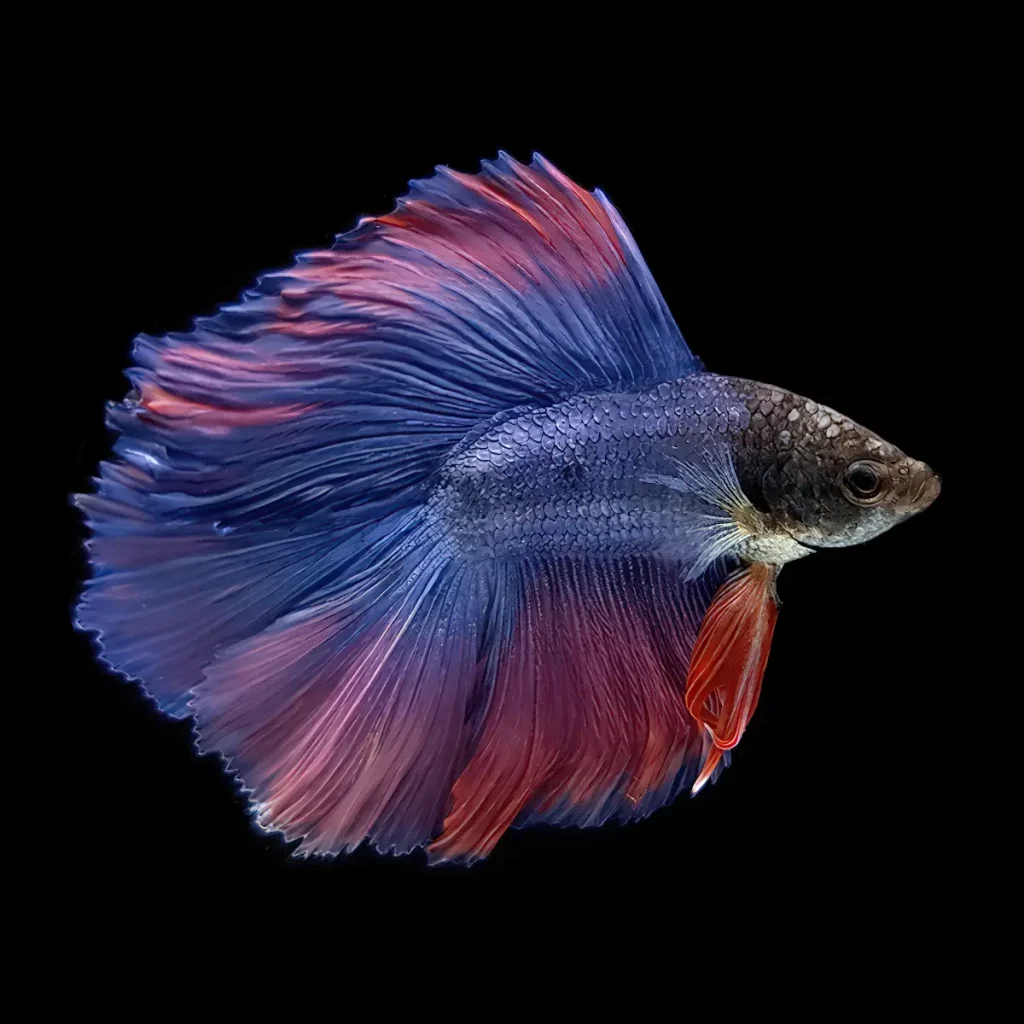 Betta Splendens Twin Tail Macho