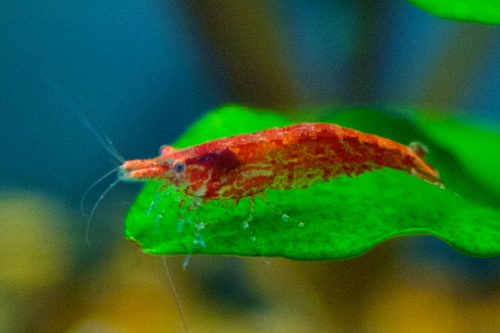 Red Fire Shrimp Neocaridina Davidi Var. Red Fire