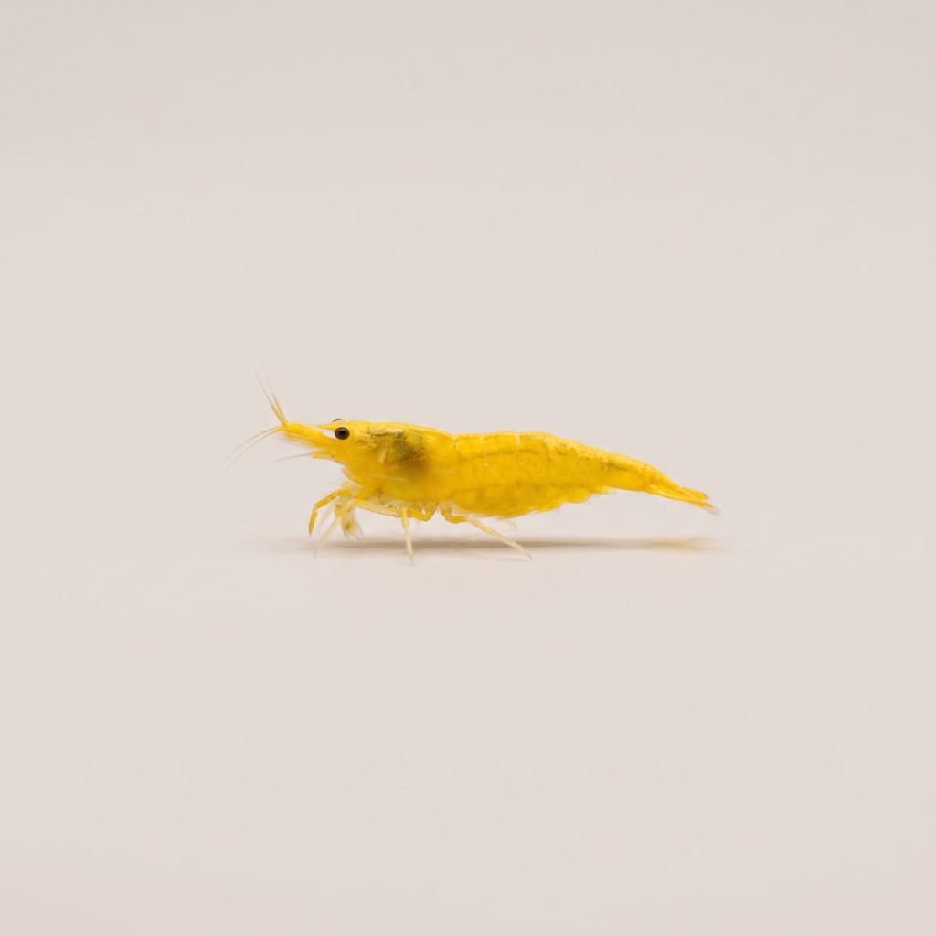 Yellow Fire Shrimp Neocaridina Avidi Var Yellow Fire