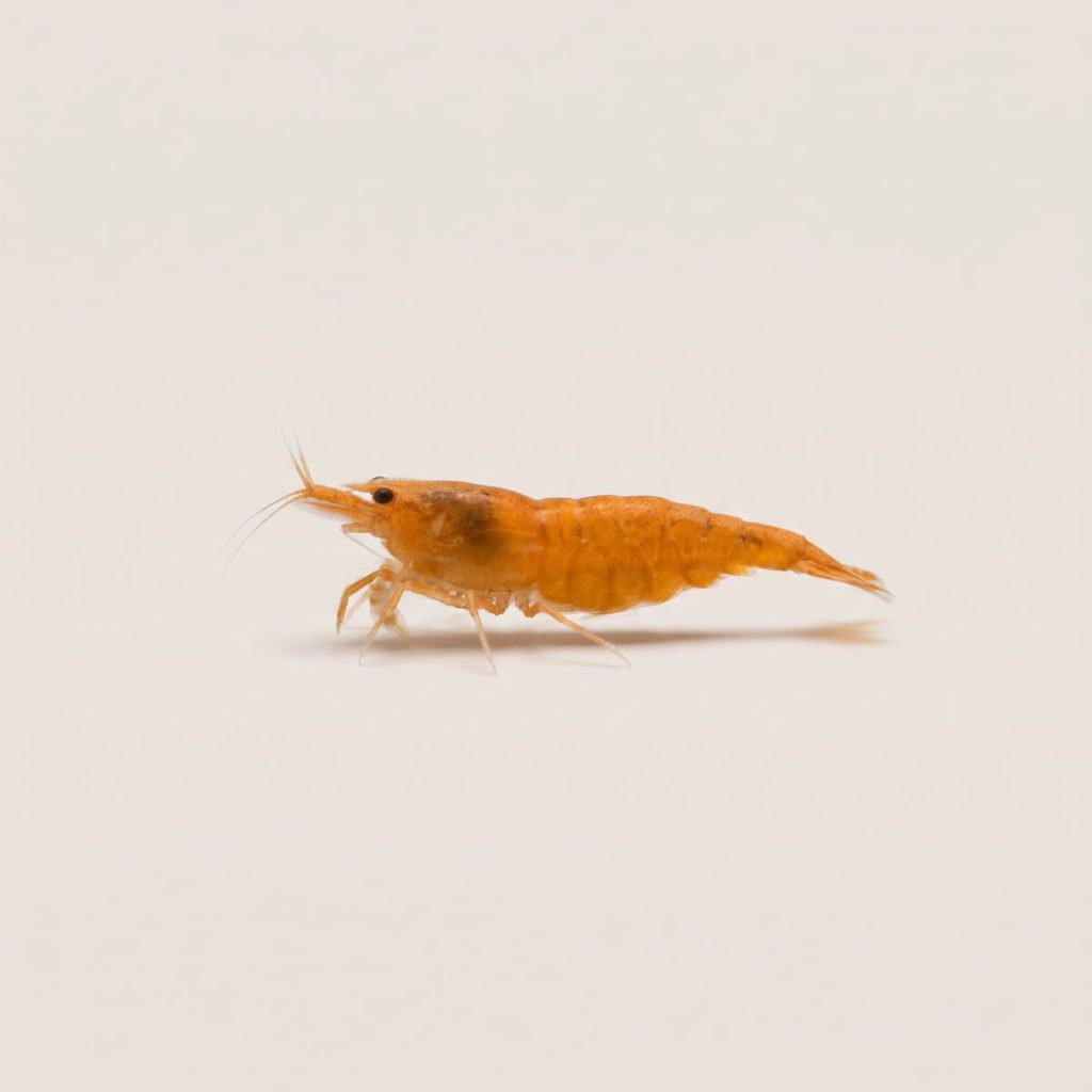 Orange Sakura Shrimp Neocaridina Davidi Var Orange Sakura