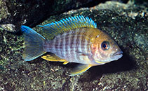 Aulonocara- Jacobfreidbergi 5-6cm