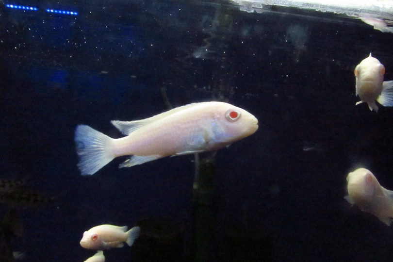 Pseudotropheus Socolofi Snow White