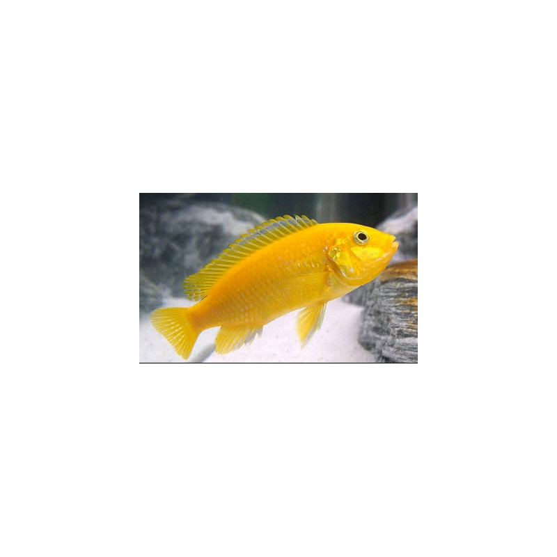 Labidochromis Caeruleus 6-7cm Ciclídeo Limao