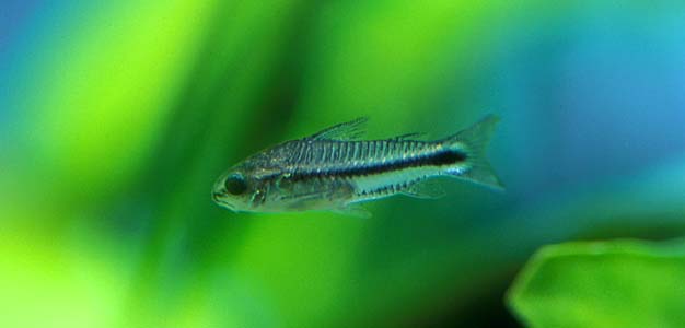 Corydoras Pygmaeus m