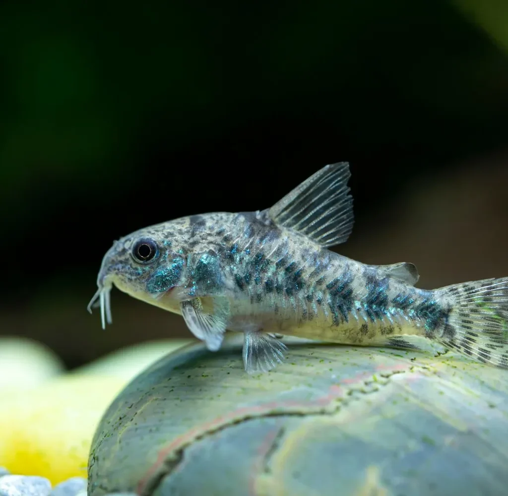 Corydoras Paleatus