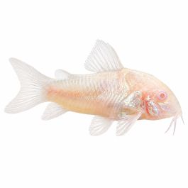 Corydoras Aeneus Albina