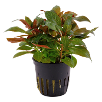 Ludwigia glandulosa potted
