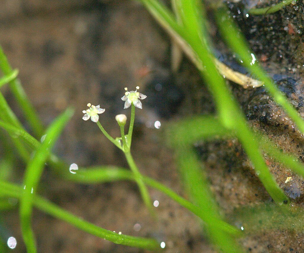 Lilaeopsis brasiliensis