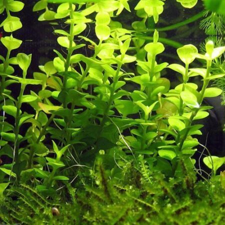 Bacopa caroliniana potted