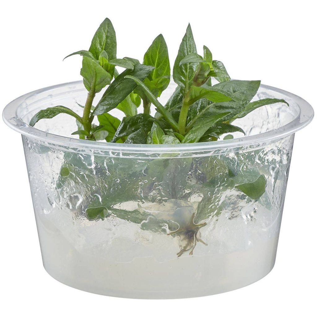 Staurogyne repens