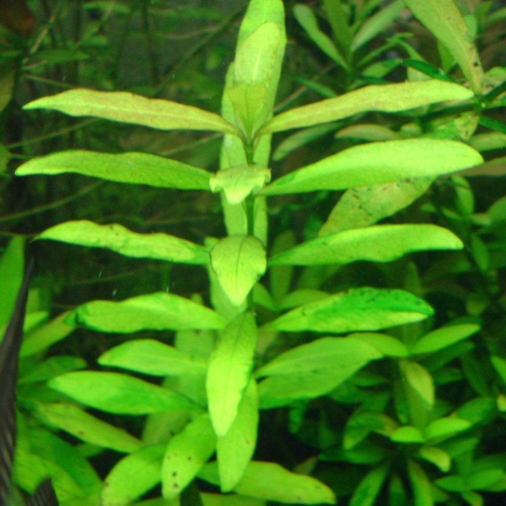 Hygrophila polysperma potted