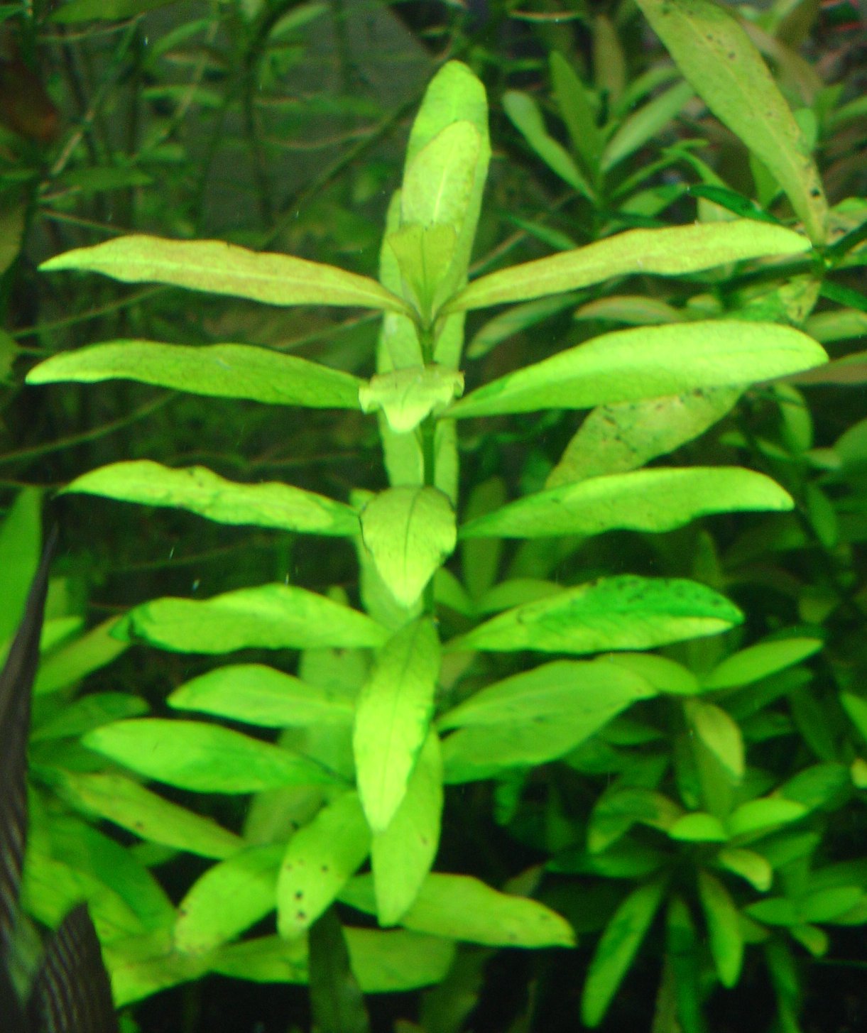 Hygrophila polysperma potted