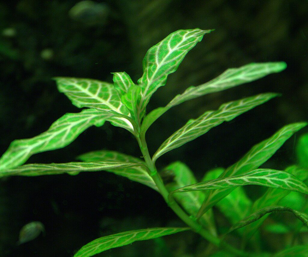 Hygrophila polysperma 'Rosanervig'