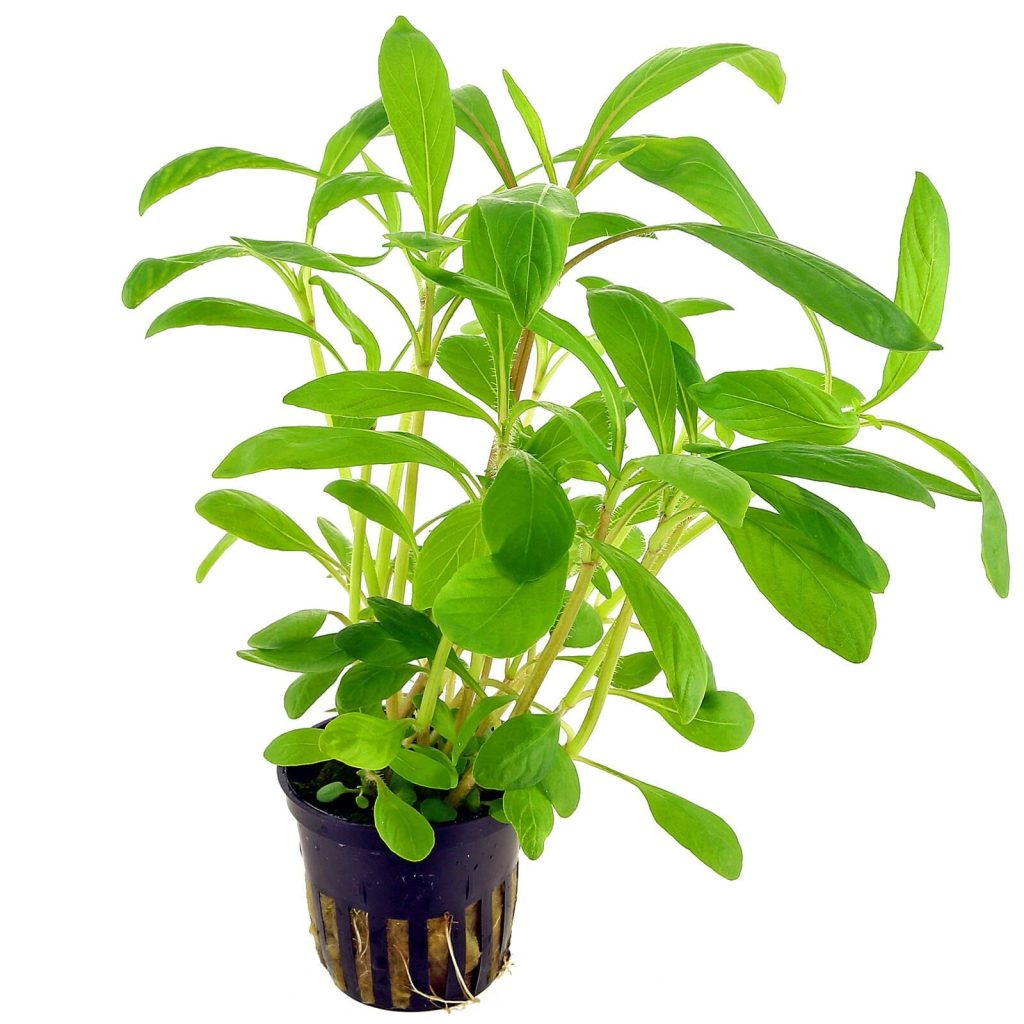 Hygrophila costata potted