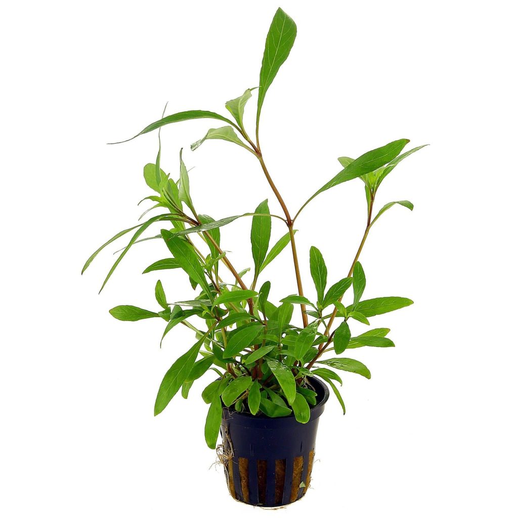 Hygrophila corymbosa 'Siamensis 53B' potted
