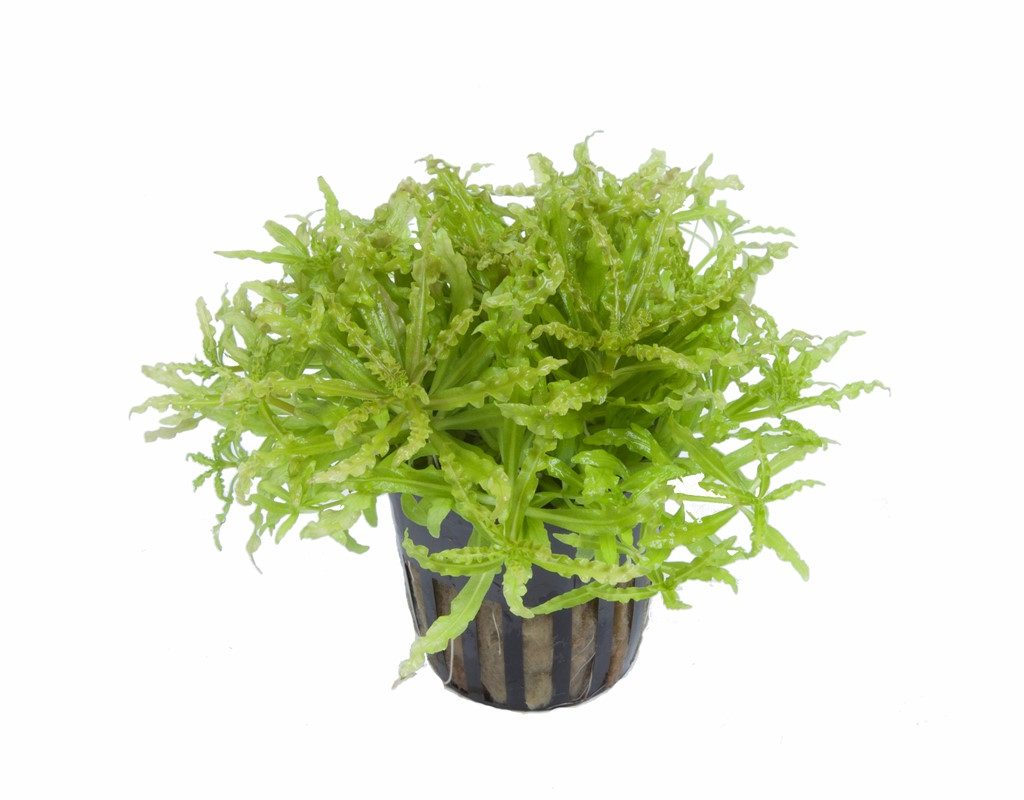 Pogostemon helferi potted
