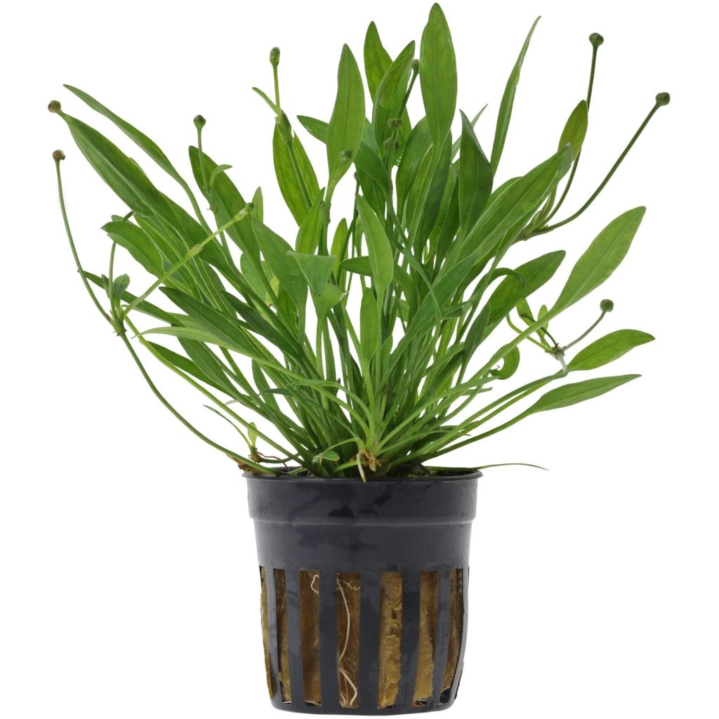 Helanthium tenellum 'Green'