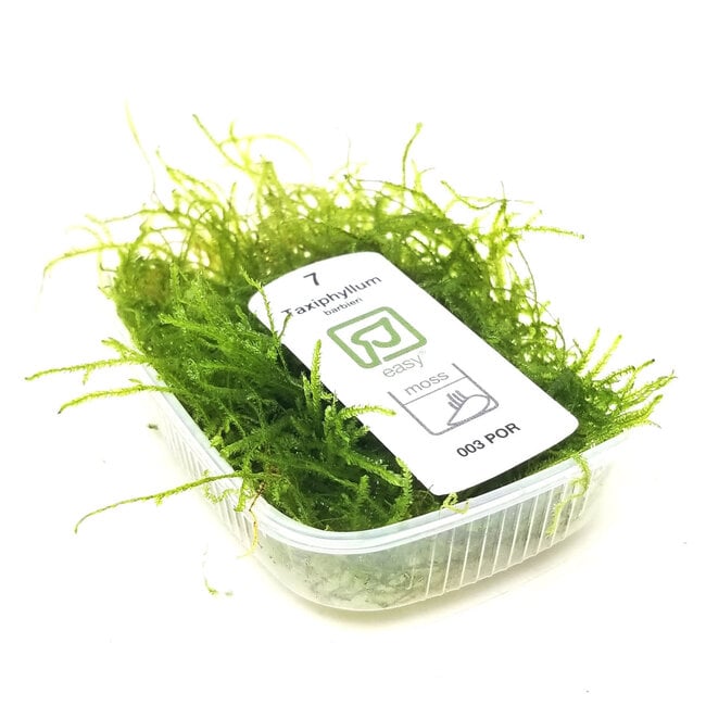 Taxiphyllum barbieri 'Bogor Moss', porção Tropica 003 POR